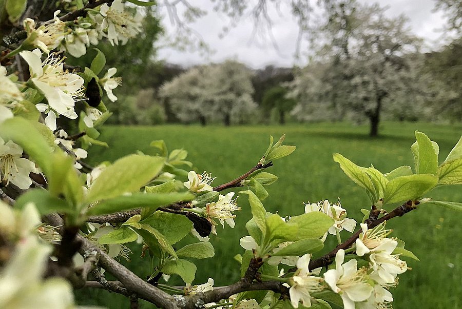 Zwetschgen blühen auf einer Wiese
