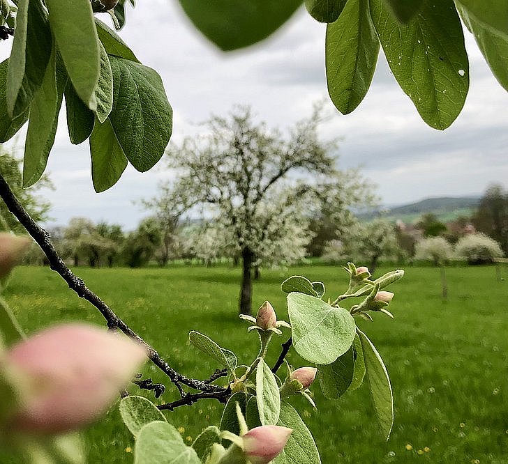 Quitten blühen auf einer Wiese
